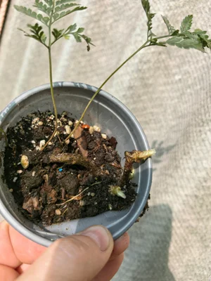 Coniogramme emeiensis Golden Zebra (кониограмма Золотая зебра)