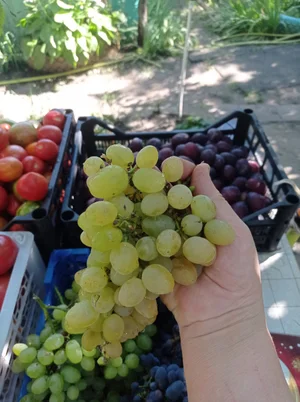 Помидоры