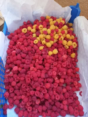 Вишня
