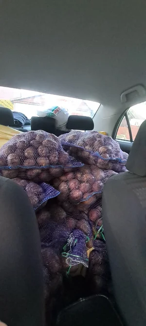 Картофель сорт кофта-юбка