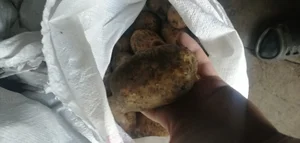 Картофель