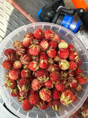 Земляника полевая