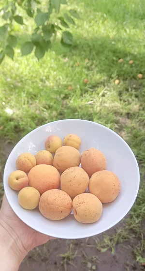 Абрикосы