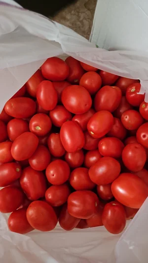 Картофель розовый, внутри белый