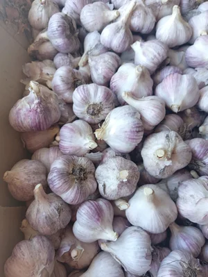 Картофель