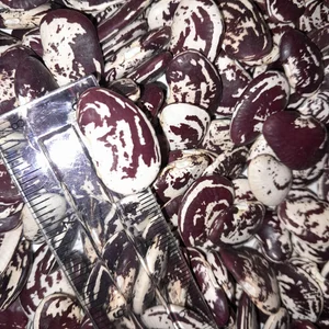 Фасоль Лима