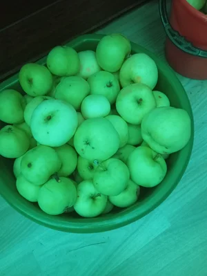 Яблоки