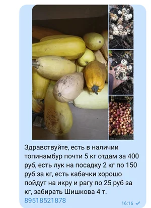 Огурцы 2024 года
