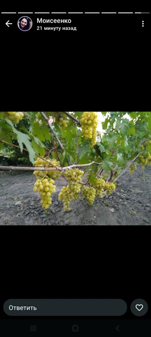 Виноград домашний