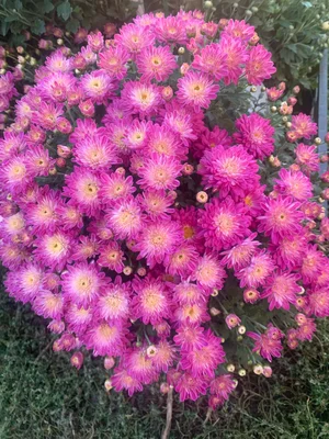 Хризантемы мультифлора