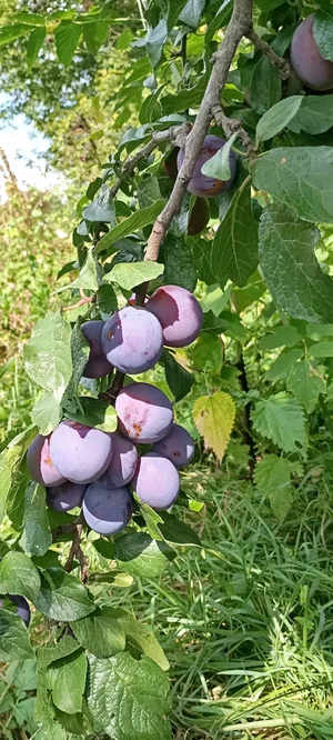 Слива домашняя кисло-сладкая