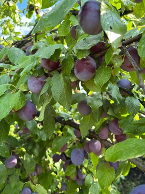 Слива мясистая сладкая с ветки