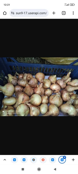 Картофель