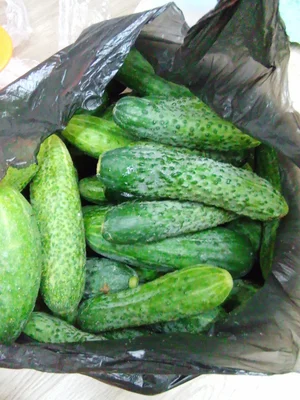 Огурчики