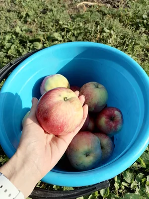 Яблоки Мельба