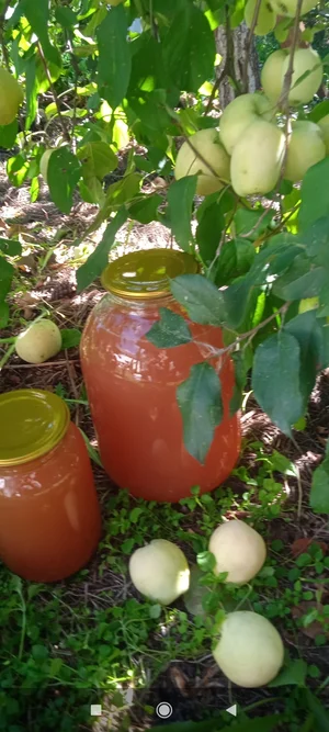 Яблоки (сорта: Айнур, Лобо, Уэлси, Рождественское, Старт)