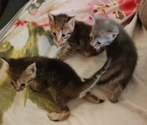 Котята