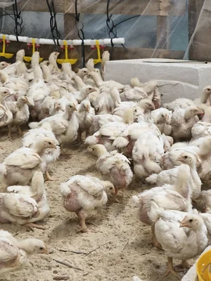 Суточный бройлер кобб 500