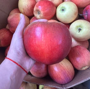 Яблоки сорт Лиголь