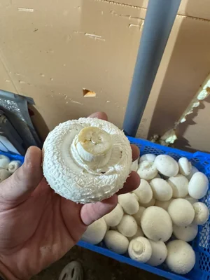 Шампиньоны