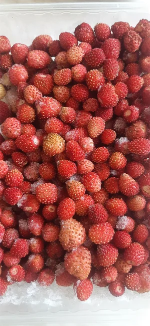 Замороженные ягоды дикие, садовые