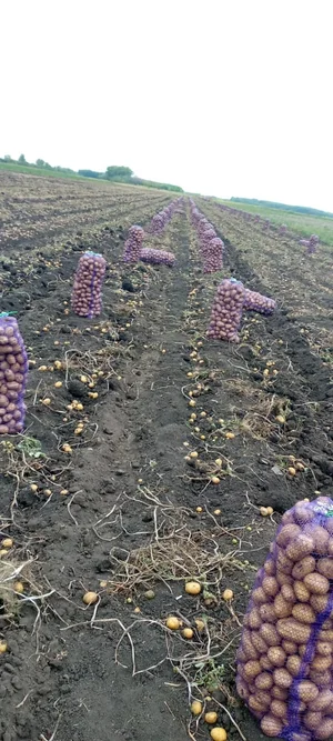 Картофель