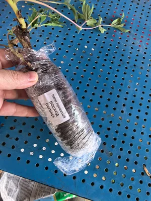 Пион древовидный "восход солнца"