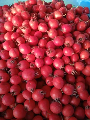 Яблоки (сорта: Айнур, Лобо, Уэлси, Рождественское, Старт)