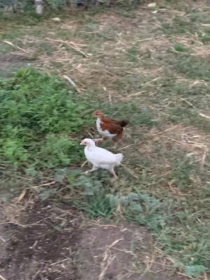 Ливенские несушки