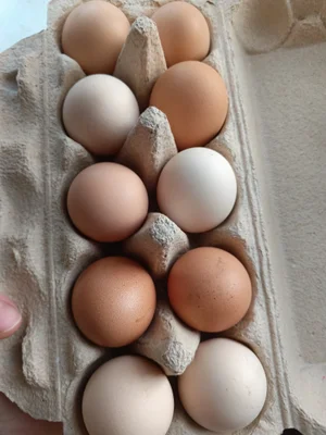 Куриные яйца