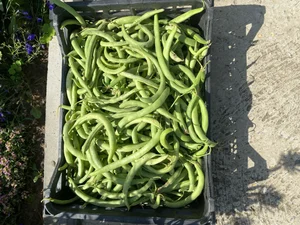 Спаржевая фасоль