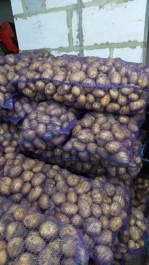 Картофель