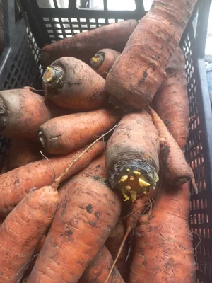 Тыква крупная