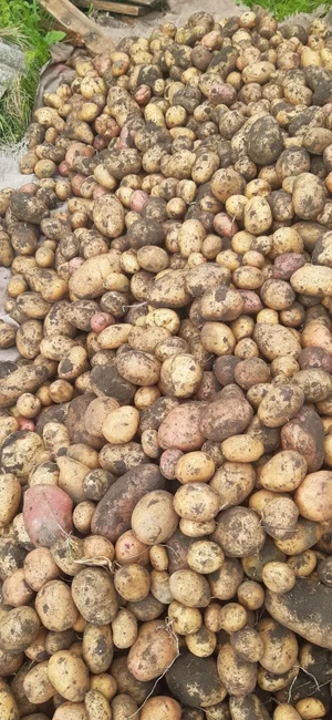 Картофель