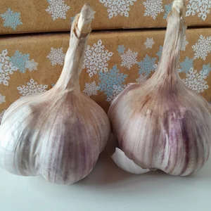 Фасоль Лима