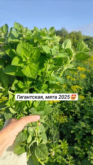 Картофель