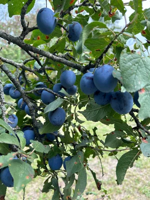 Яблоки спелые сочные, сладкие, кисло-сладкие