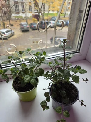 Мята "Дюшес"