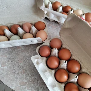 Яйцо куриное домашнее