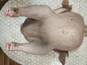 Индейка домашняя