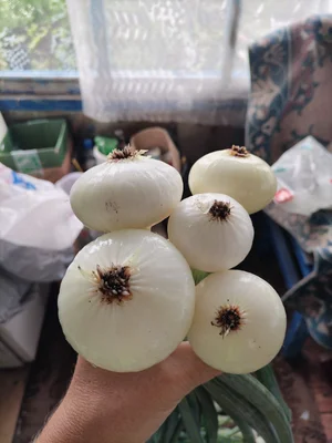 Лук с головкой
