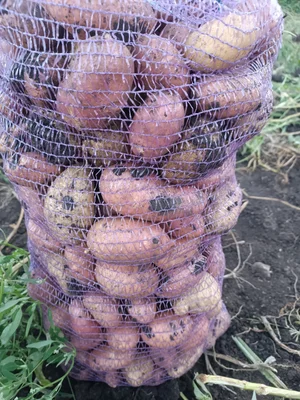 Картофель
