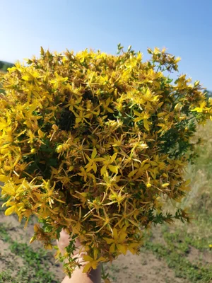 Липа