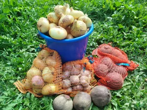 Картофель сорта Коломбо, Королева Анна и Жуковский