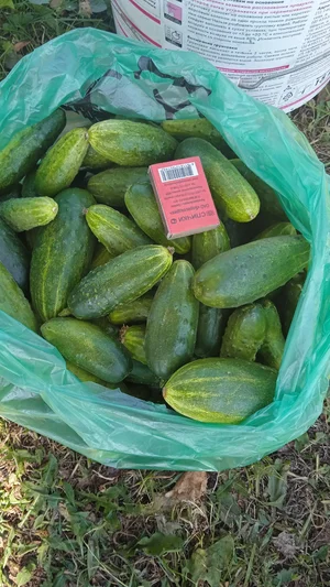 Огурцы домашние, грунтовые