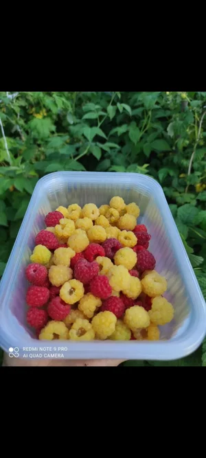 Картофель