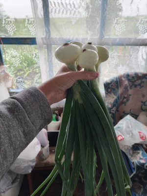 Лук с головкой