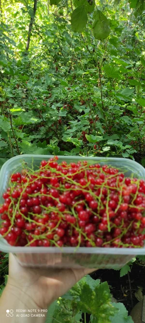 Картофель