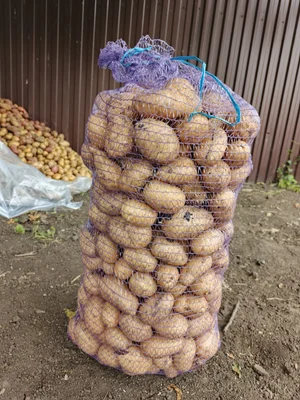 Картофель