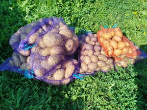 Картофель сорта Коломбо, Королева Анна и Жуковский